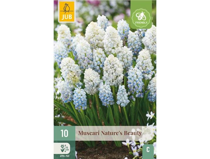Muscari natures beauty 10 bollen