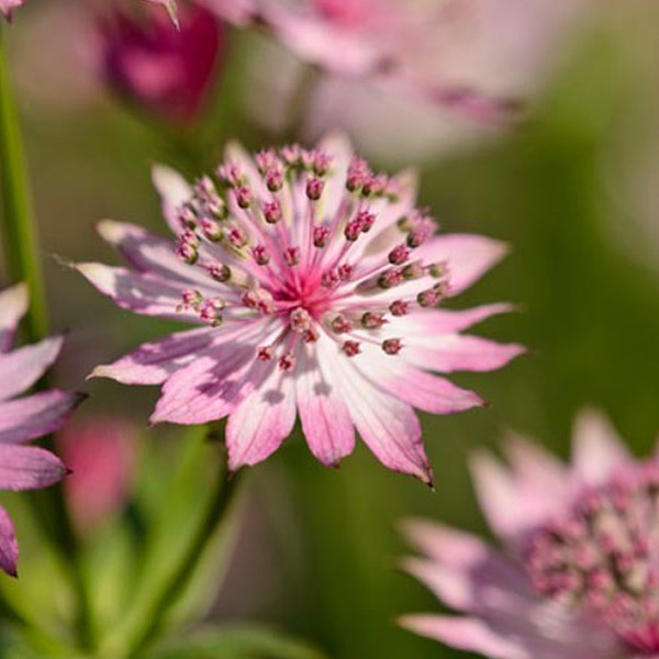 6 x Astrantia major Roma Sterrenbloem in pot van 9x9 cm