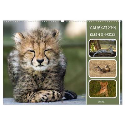 Raubkatzen - groß & klein (Wandkalender 2027 DIN A2 quer), CALVENDO Monatskalender