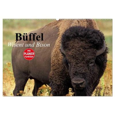 Büffel. Wisent und Bison (Wandkalender 2027 DIN A2 quer), CALVENDO Monatskalender