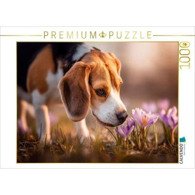 CALVENDO Puzzle Beagle trifft auf die ersten Frühlingsboten | 1000 Teile Lege-Größe 64 × 48 cm Foto-Puzzle für glückliche Stunden, von , Calvendo