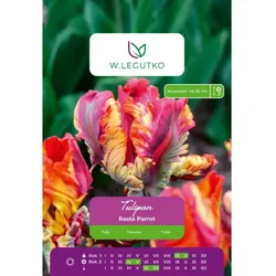 Tulpen „Rasta Parrot“, 4 Stück