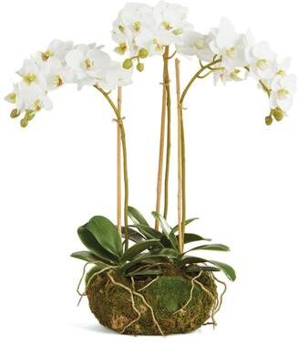 Porch & Petal "Phalaenopsis Orchid Mini Garden Drop-In 16"" - White"