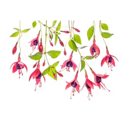 Fototapete PAPERMOON "Photo-Art MANDY DISHER, FUCHSIE", bunt, B:5m L:2,8m, Vlies, Tapeten