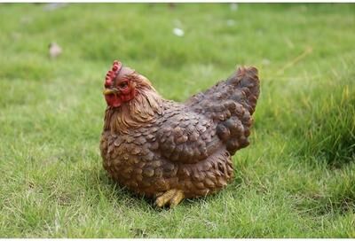Hi-Line Gift Ltd. Hen Squatting