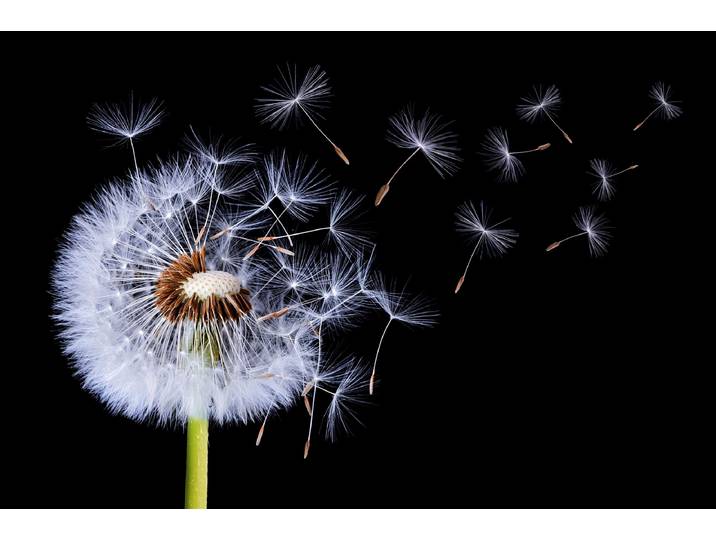 Fototapete PAPERMOON Photo-Art BESS HAMITI, LÖWENZAHN WEHT , bunt, B:5m L:2,8m, Vlies, Tapeten, Fototapete