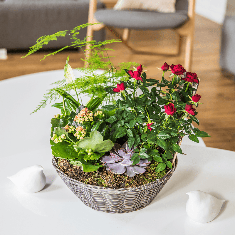 Bois joli - Interflora - Composition de plantes