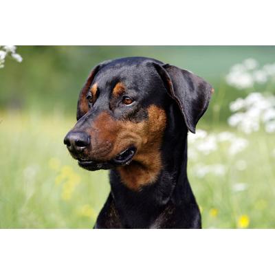 Fototapete PAPERMOON "Hund", bunt, B:2,5m L:1,86m, Vlies, Tapeten