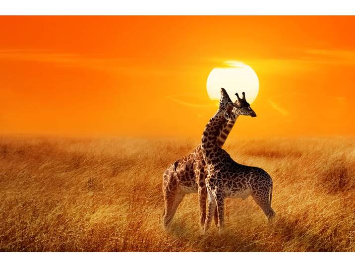 Fototapete PAPERMOON Giraffes against Sunset , bunt, B:2m L:1,49m, Vlies, Tapeten, Fototapete