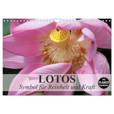 Lotos. Symbol für Reinheit und Kraft (Wandkalender 2026 DIN A4 quer), CALVENDO Monatskalender