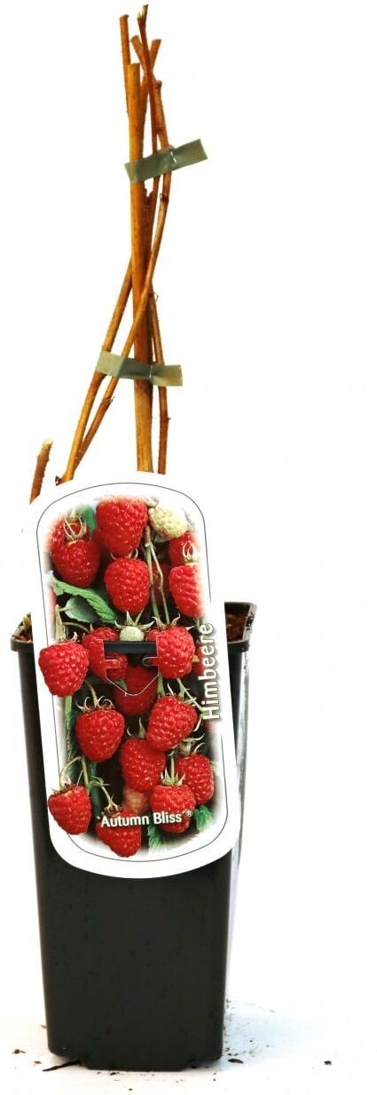 Pflanzen Obststrauch Himbeere 2 L Eck-Container