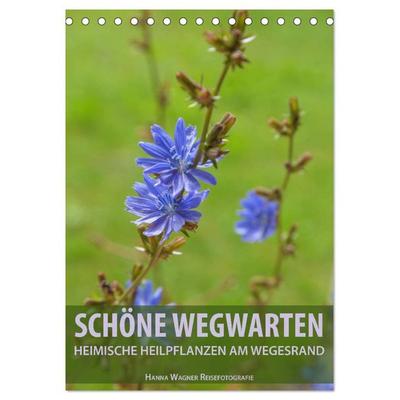 Schöne Wegwarten. Heimische Heilpflanzen am Wegesrand (Tischkalender 2026 DIN A5 hoch), CALVENDO Monatskalender