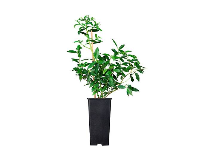 Heidelbeere Pink Lemonade ' (Vaccinium corymbosum 'Pink Lemonade '), Topfgrösse Ø21cm'