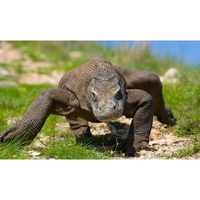 Fototapete PAPERMOON "Komodo Drache", bunt, B:3m L:2,23m, Vlies, Tapeten