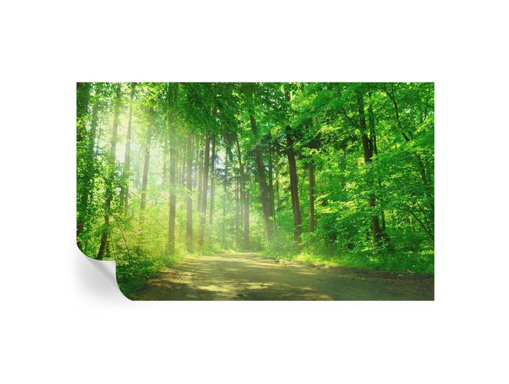 Wallfluent Fototapete 416x254 cm - Waldweg, Grün, 416x254 cm, Tapeten & Wandverkleidungen, Fototapeten