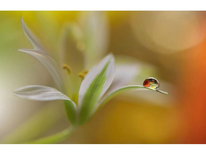 Papermoon Zen Wassertropfen mit Blume Makro