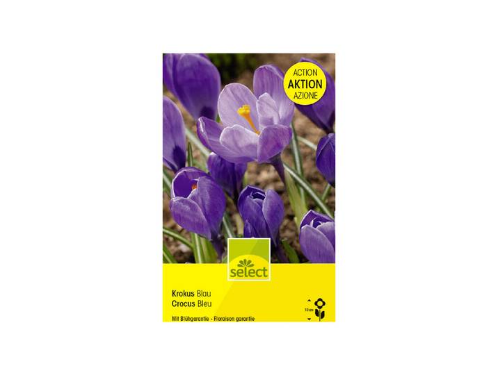Select Blumenzwiebel Krokus grossblumig, dunkelblau Grosspackung