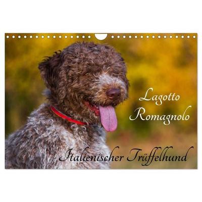 Lagotto Romagnolo - Italienischer Trüffelhund (Wandkalender 2026 DIN A4 quer), CALVENDO Monatskalender
