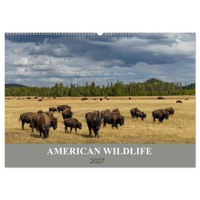 American Wildlife (Wandkalender 2027 DIN A2 quer), CALVENDO Monatskalender