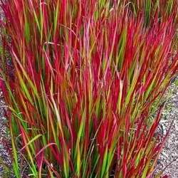 Zylinder-Imperata – Imperata cylindrica 'Red Baron'