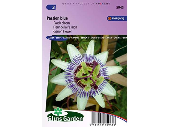 Passie Bloem Passie Blauwe Bloem Zaden