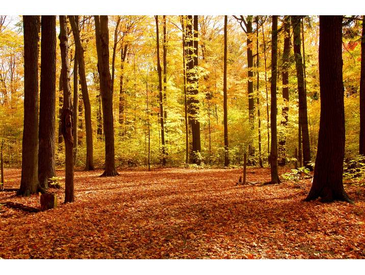 Fototapete PAPERMOON Autumn Forest , bunt, B:4m L:2,6m, Vlies, Tapeten, Fototapete