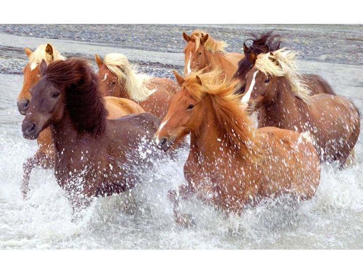 Fototapete PAPERMOON ISLAND-PFERDE-PONY FLUSS INSEL STRAND MEER TIER NATUR , bunt, B:2,5m L:1,86m, Vlies, Tapeten, Fototapete