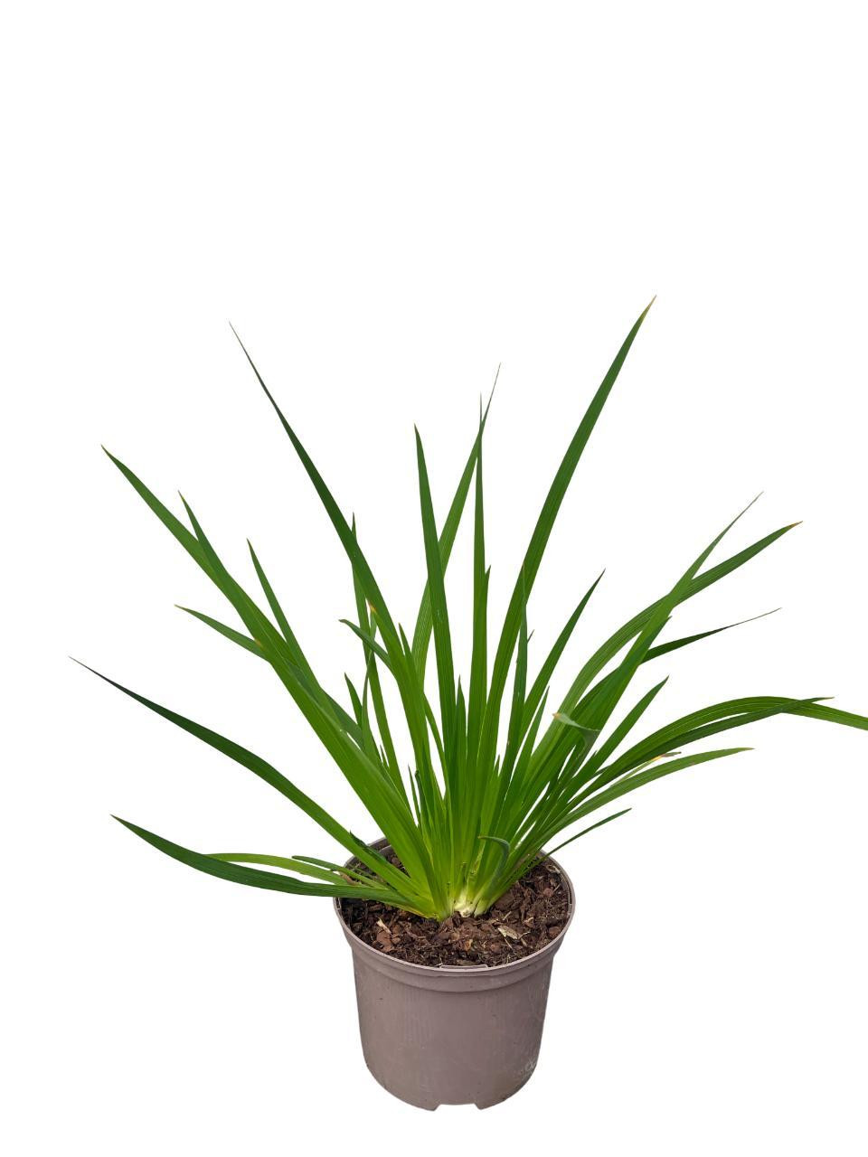 Libertia grandiflora - Libertia met grote bloemen - Pot van 2 liter - GRDplanten