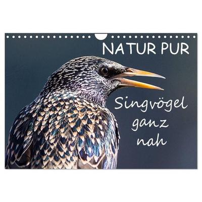 NATUR PUR - Singvögel ganz nah (Wandkalender 2026 DIN A4 quer), CALVENDO Monatskalender