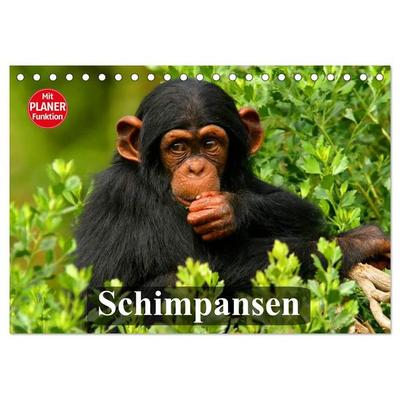 Schimpansen (Tischkalender 2027 DIN A5 quer), CALVENDO Monatskalender