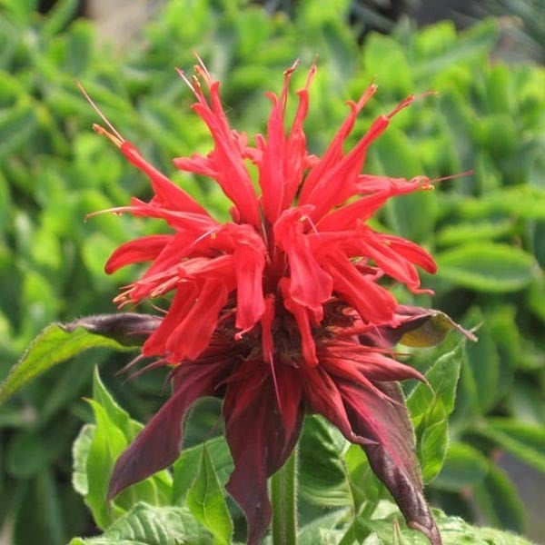 6 x Monarda Cambridge Scarlet Indianernessel in pot van 9x9 cm