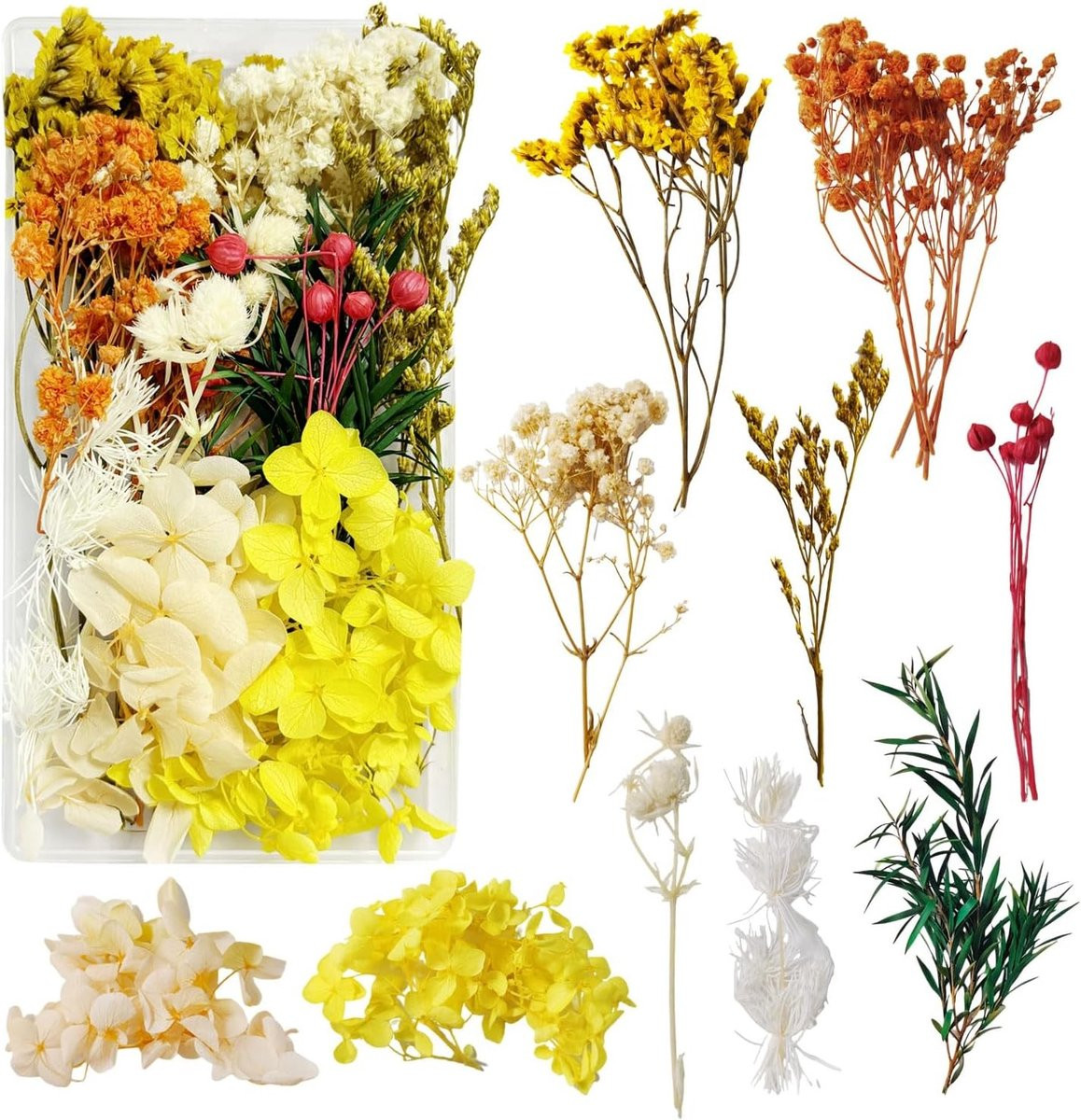 Kleurige gedroogde bloemen voor creatieve DIY decoratie en fotolijsten