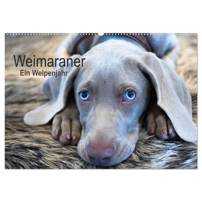 Weimaraner - Ein Welpenjahr (Wandkalender 2026 DIN A2 quer), CALVENDO Monatskalender