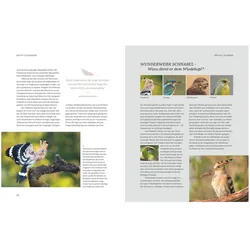 Die magische Welt unserer Vögel, Ratgeber von Matthias Futterer, Hannes Bonzheim