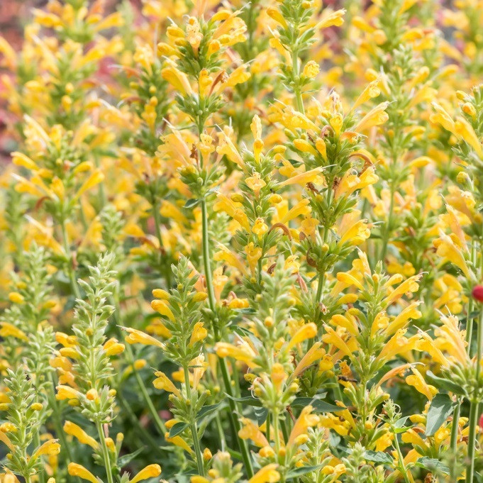 6 x Agastache hybrida Kudos Yellow - Agastache hybride in pot van 9x9 cm