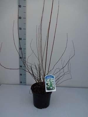2 x Philadelphus 'Dame Blanche' Boerenjasmijn in pot, 50-60 cm
