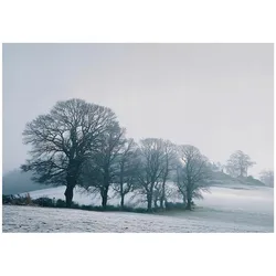 FOTOTAPETE Bäume Natur Blau 150x105 cm