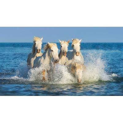 Fototapete PAPERMOON "PFERDE-CAMARGUE GALLOP STRAND MEER TIERE KÜSTE PROVENCE", bunt, B:3,5m L:2,6m, Vlies, Tapeten