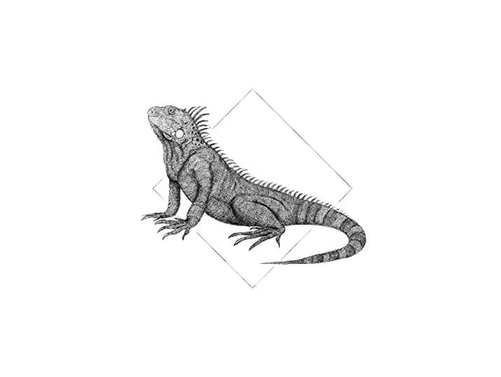 Komar Iguana White – Taille : 50 x 70 cm Image murale (sans cadre) – Pure Boutique