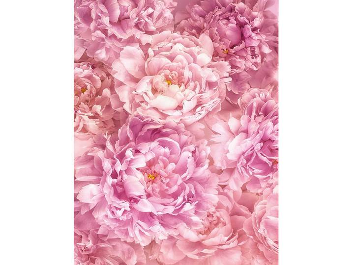 Komar Vliestapete, Rosa, Floral, 200x260 cm, Fsc, Tapeten & Wandverkleidungen, Vliestapeten