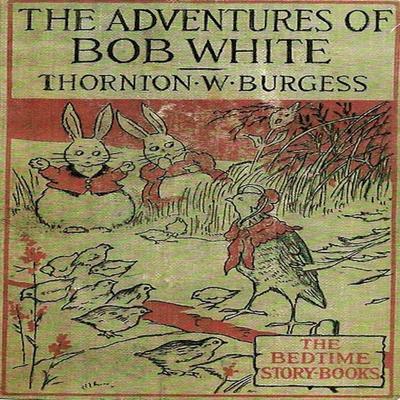 The Adventures of Bob White - Thornton W. Burgess, Audio, 9781965655498