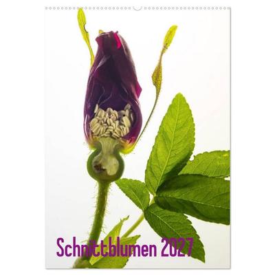 Schnittblumen 2027 (Wandkalender 2027 DIN A2 hoch), CALVENDO Monatskalender