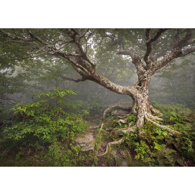 Fototapete PAPERMOON "Gruseliger Wald", bunt, B:4,5m L:2,8m, Vlies, Tapeten