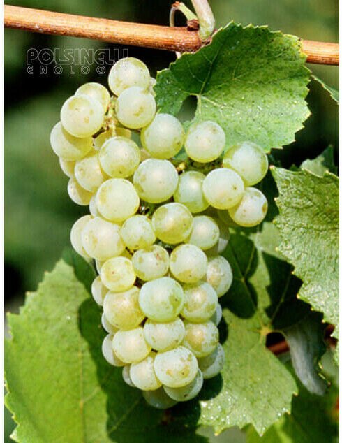 Vivai Rauscedo Barbatella Verdicchio (100 pezzi)