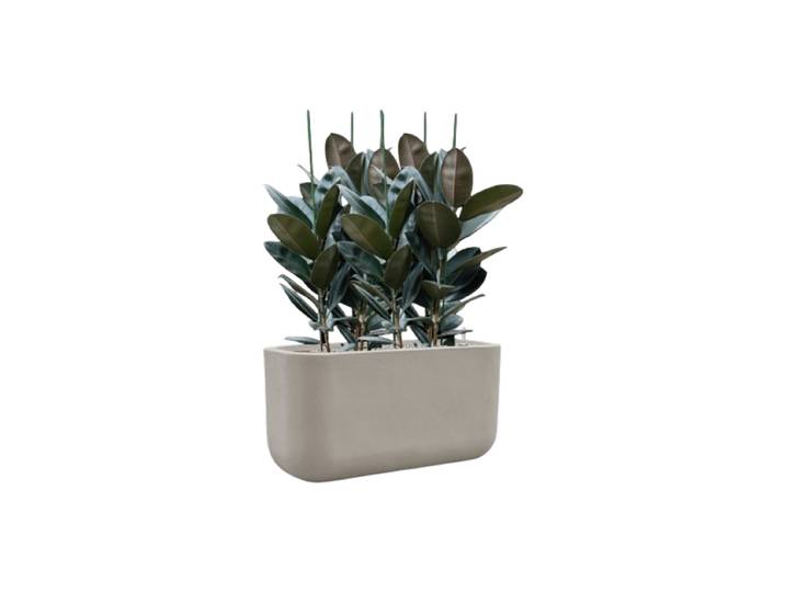 Pflanzen Arrangement „Ficus elastica 'Abidjan' in Seren“ Baq Design