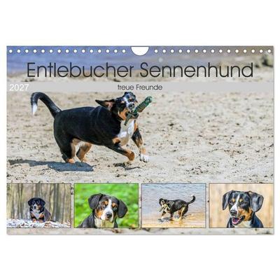 Entlebucher Sennenhund - treue Freunde (Wandkalender 2027 DIN A4 quer), CALVENDO Monatskalender