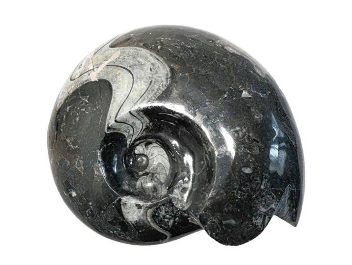 Grosse ammonite blanche et ...
