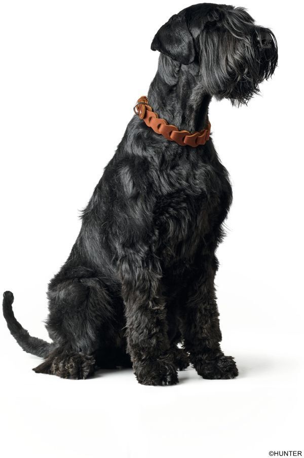 DOG SPORT HUNTER Halsband Solid Education Chain S-M (50), cognac