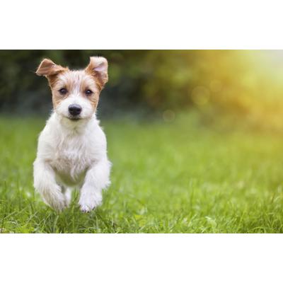 Fototapete PAPERMOON "HUND-NATUR TIERE HUNDEWELPE HUNDE WANDDEKO WANDBILD XXL", bunt, B:3,5m L:2,6m, Vlies, Tapeten