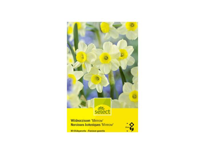 Select Blumenzwiebel Tazetten-Narzissen Minnow ''